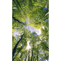 Kuvatapetti Dimex Trees, 150x250cm, vihreä, kasvikuosi
