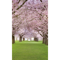 Maisematapetti Dimex Cherry Trees, 150x250cm