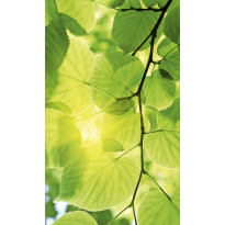 Kuvatapetti Dimex Green Leaves, 150x250cm, vihreä, kasvikuosi