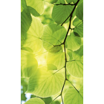 Kuvatapetti Dimex Green Leaves, 150x250cm