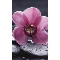 Kuvatapetti Dimex Orchid, 150x250cm, pinkki, kukkakuosi