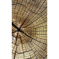 Kuvatapetti Dimex Wood, 150x250cm