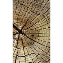 Kuvatapetti Dimex Wood, 150x250cm, ruskea, puukuosi