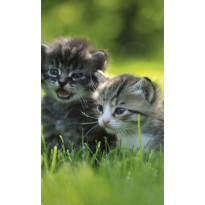 Kuvatapetti Dimex Kittens, 150x250cm, vihreä, eläinkuosi