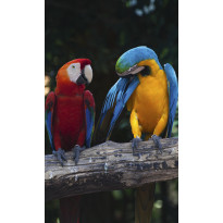 Kuvatapetti Dimex Colorful Macaw, 150x250cm, monivärinen