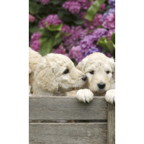 Kuvatapetti Dimex Labradour Puppies, 150x250cm, monivärinen