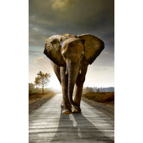 Kuvatapetti Dimex Walking Elephant, 150x250cm, harmaa