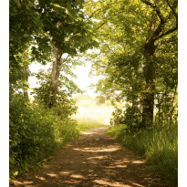 Maisematapetti Dimex Forest Path, 225x250cm
