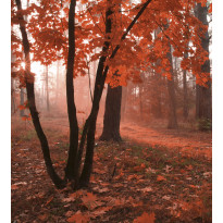 Maisematapetti Dimex Misty Forest, 225x250cm