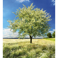 Maisematapetti Dimex Blossom Tree, 225x250cm