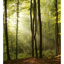 Maisematapetti Dimex Forest, 225x250cm