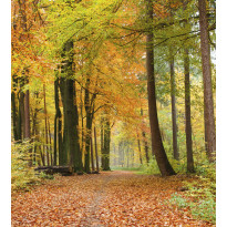 Maisematapetti Dimex Autumn Forest, 225x250cm