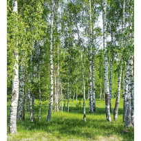Maisematapetti Dimex Birch Grow, 225x250cm