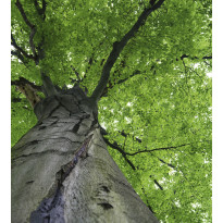 Kuvatapetti Dimex Treetop, 225x250cm, vihreä, kasvikuosi