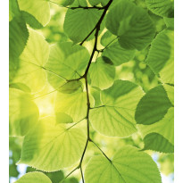 Kuvatapetti Dimex Green Leaves, 225x250cm, vihreä, kasvikuosi