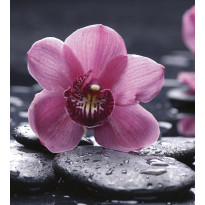 Kuvatapetti Dimex Orchid, 225x250cm, pinkki, kukkakuosi
