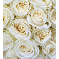 Kuvatapetti Dimex White Roses, 225x250cm, valkoinen