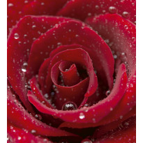 Kuvatapetti Dimex Red Rose, 225x250cm, punainen, kukkakuosi