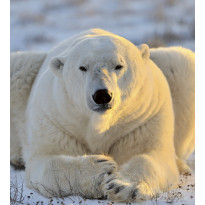 Kuvatapetti Dimex Bear, 225x250cm, valkoinen, eläinkuosi