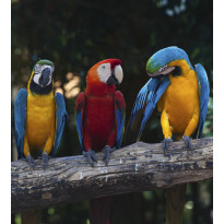 Kuvatapetti Dimex Colorful Macaw, 225x250cm, monivärinen