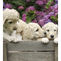 Kuvatapetti Dimex Labrador Puppies, 225x250cm, monivärinen