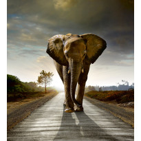 Kuvatapetti Dimex Walking Elephant, 225x250cm, harmaa