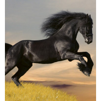 Kuvatapetti Dimex Horse, 225x250cm, monivärinen, eläinkuosi