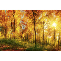 Maisematapetti Dimex Sunny Forest, 375x250cm