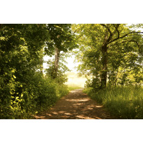 Maisematapetti Dimex Forest Path, 375x250cm