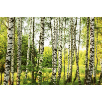 Maisematapetti Dimex Birch Forest, 375x250cm