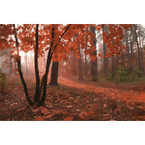 Maisematapetti Dimex Misty Forest, 375x250cm