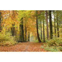 Maisematapetti Dimex Autumn Forest, 375x250cm