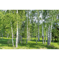 Maisematapetti Dimex Birch Grow, 375x250cm