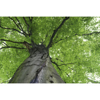 Kuvatapetti Dimex Treetop, 375x250cm, vihreä, kasvikuosi