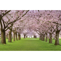 Maisematapetti Dimex Cherry Trees, 375x250cm