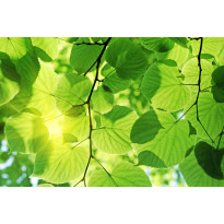 Kuvatapetti Dimex Green Leaves, 375x250cm, vihreä, kasvikuosi