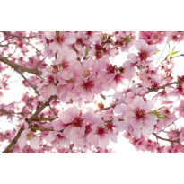 Kuvatapetti Dimex Apple Blossom, 375x250cm, vaaleanpunainen