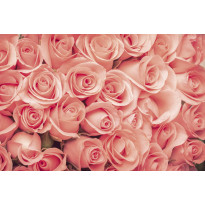 Kuvatapetti Dimex Roses, 375x250cm, roosa, kukkakuosi