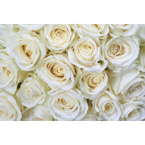 Kuvatapetti Dimex White Roses, 375x250cm, valkoinen