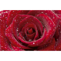 Kuvatapetti Dimex Red Rose, 375x250cm, punainen, kukkakuosi