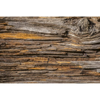 Kuvatapetti Dimex Tree Bark, 375x250cm, ruskea, puukuosi