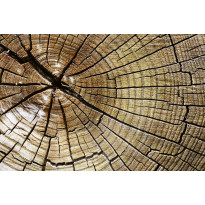 Kuvatapetti Dimex Wood, 375x250cm, ruskea, puukuosi