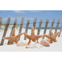 Kuvatapetti Dimex Starfish, 375x250cm, monivärinen