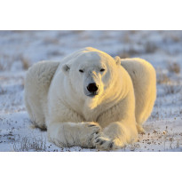 Kuvatapetti Dimex Bear, 375x250cm, valkoinen, eläinkuosi