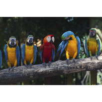 Kuvatapetti Dimex Colourful Macaw, 375x250cm, monivärinen