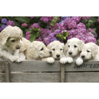 Kuvatapetti Dimex Labrador Puppies, 375x250cm, monivärinen