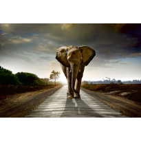 Kuvatapetti Dimex Walking Elephant, 375x250cm, harmaa