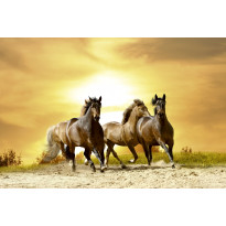 Kuvatapetti Dimex Horses In Sunset, 375x250cm, keltainen