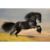 Kuvatapetti Dimex Horse, 375x250cm, monivärinen, eläinkuosi