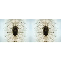 Valokuvatapetti Quattro Dandelion 8-osainen 372x280cm